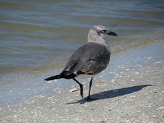 Leucophaeus atricilla megalopterus
