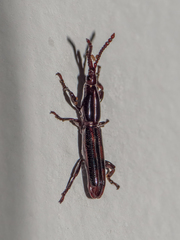 Brentinae