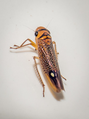 Scoposcartula oculata