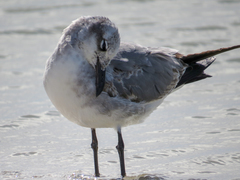 Leucophaeus atricilla megalopterus
