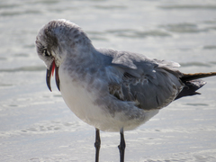 Leucophaeus atricilla megalopterus