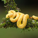 Eyelash Viper - Photo (c) Greg Lasley, some rights reserved (CC BY-NC), uploaded by Greg Lasley