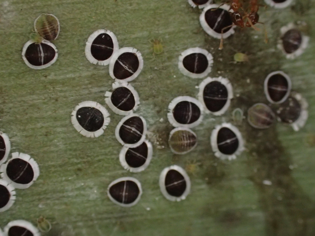 Palm aphid