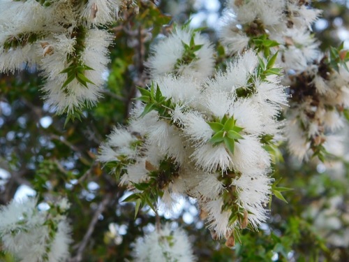 Melaleuca styphelioides