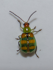 Diabrotica speciosa