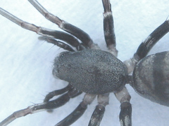 Corinnomma semiglabrum