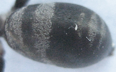 Corinnomma semiglabrum