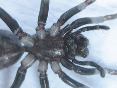 Corinnomma semiglabrum