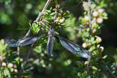 Leptotarsus decoratus