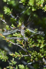 Leptotarsus decoratus