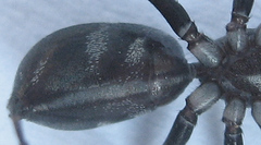Corinnomma semiglabrum