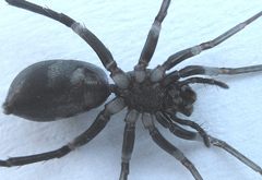 Corinnomma semiglabrum