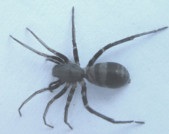 Corinnomma semiglabrum