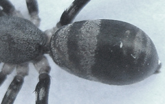 Corinnomma semiglabrum