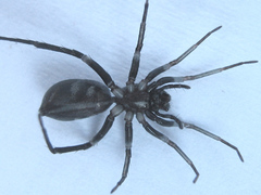 Corinnomma semiglabrum