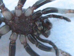 Corinnomma semiglabrum