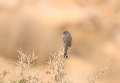 Curruca sarda (Curruca sarda)