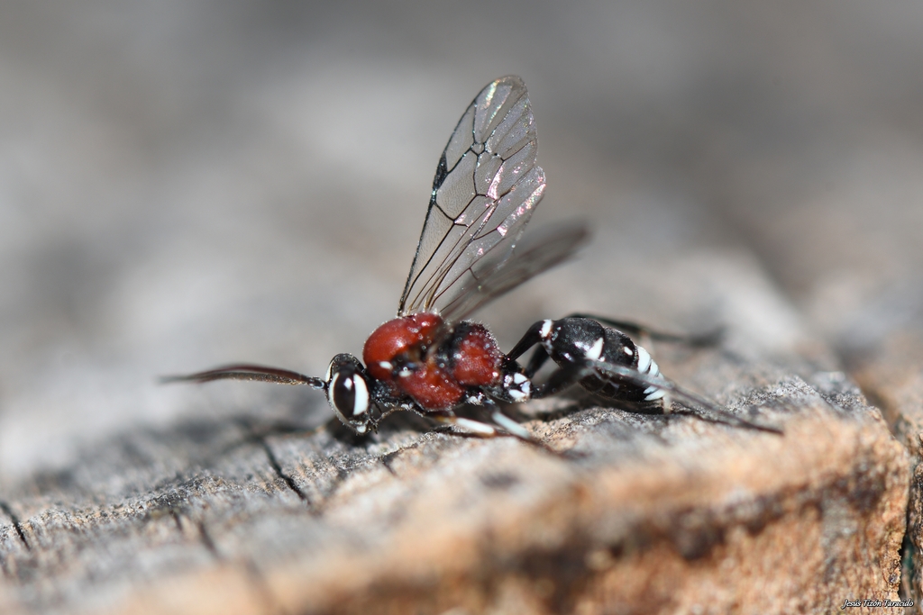 Neotypus