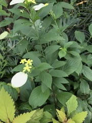 Mussaendeae