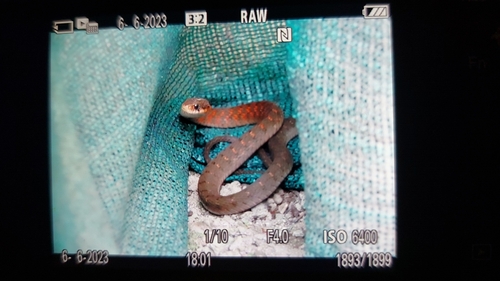 Orange-collared Keelback