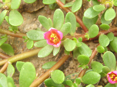 Portulaca amilis image