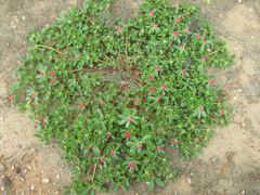 Portulaca amilis image