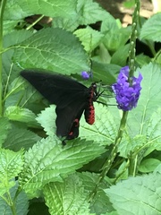 Pachliopta kotzebuea