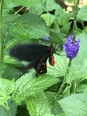 Pachliopta kotzebuea