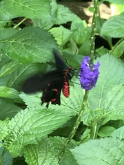 Pachliopta kotzebuea