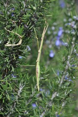 Pseudosermyle tridens