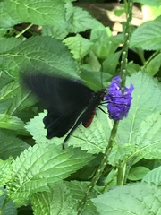 Pachliopta kotzebuea