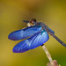 Dragonflies and Damselflies - Photo (c) Greg Lasley, some rights reserved (CC BY-NC), uploaded by Greg Lasley