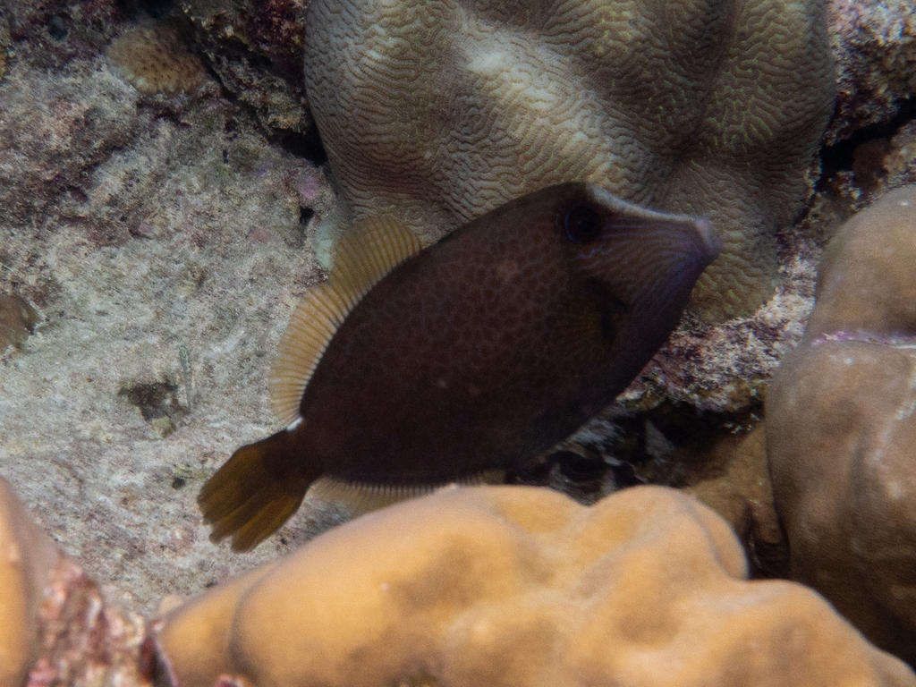 Honeycomb filefish