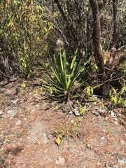 Agave vivipara