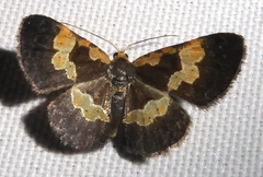 Peratophyga flavomaculata