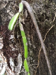 Selenicereus undatus