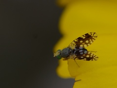 Euaresta bellula