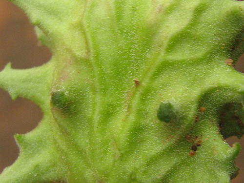 Harpagophytum image