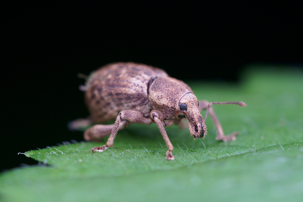Panscopus maculosus