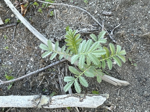 common silverweed