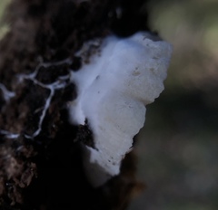 Clitopilus hobsonii
