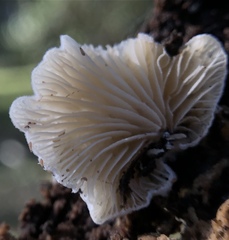 Clitopilus hobsonii