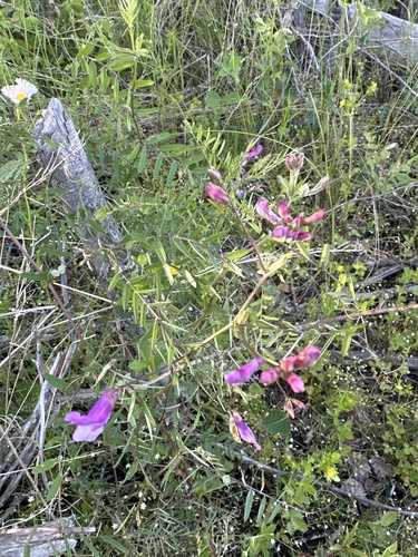 American vetch