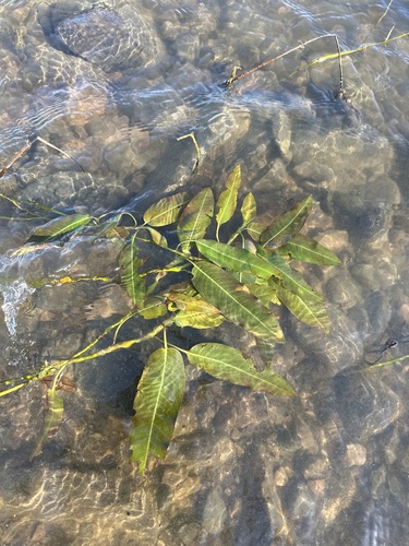 Flanged Smartweed