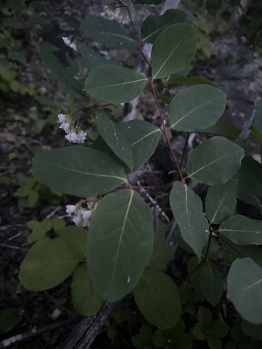 spreading dogbane