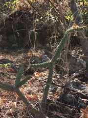Opuntia pumila