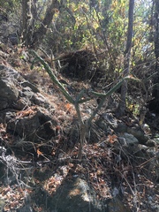 Opuntia pumila