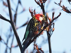 Platycercus eximius eximius