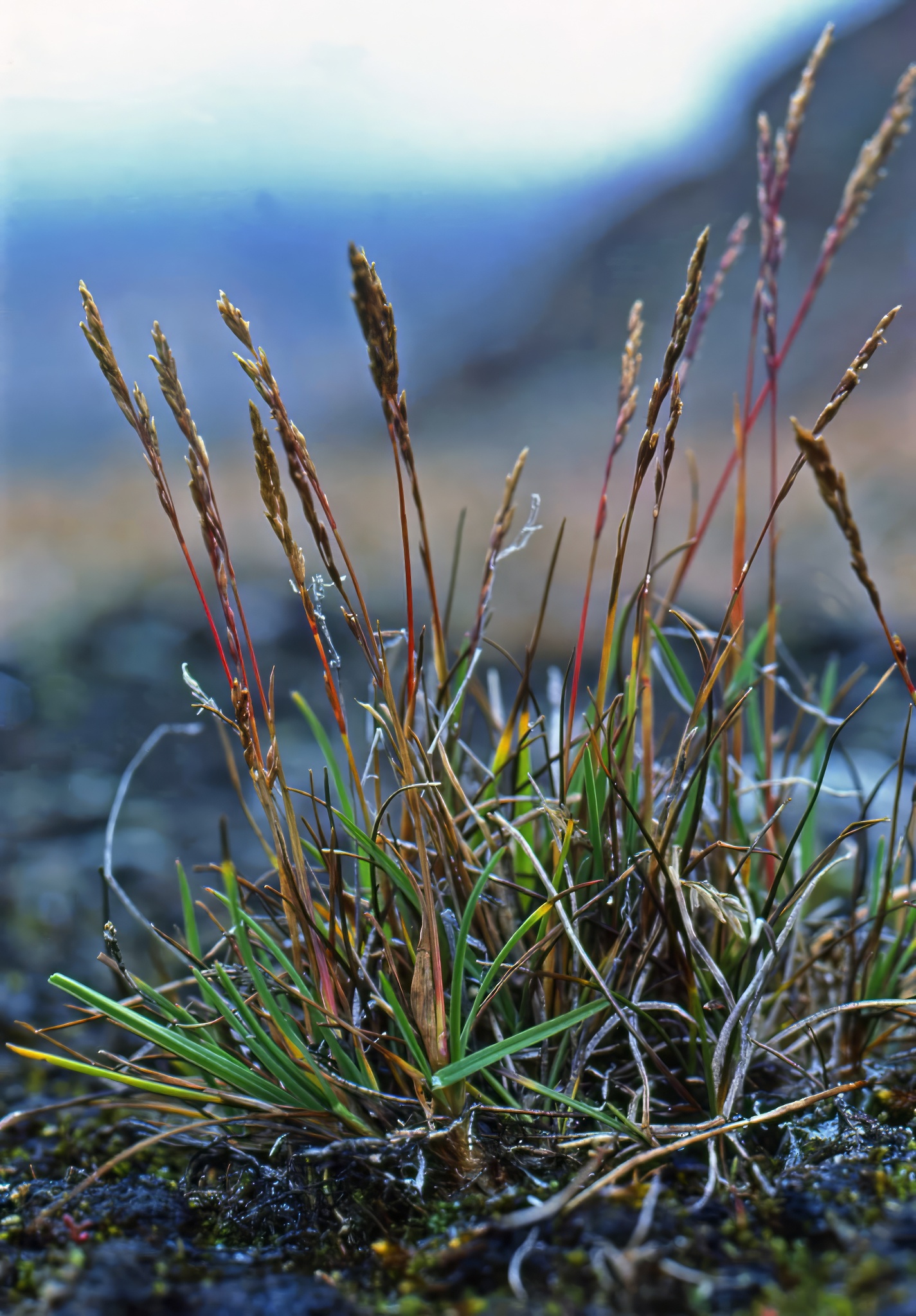 Puccinellia vahliana