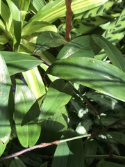 Dichorisandra penduliflora